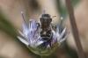 Osmia sp.